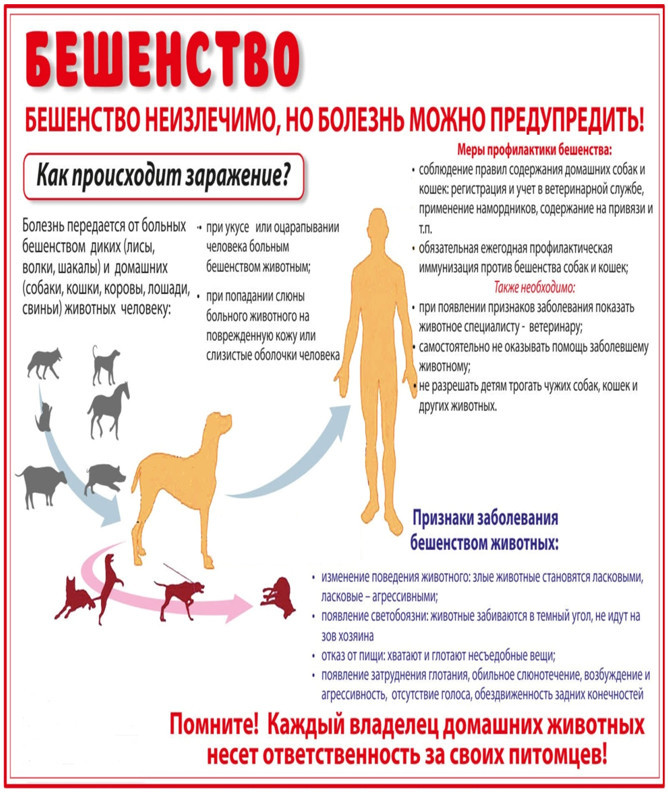 Памятка для населения по профилактике бешенства.